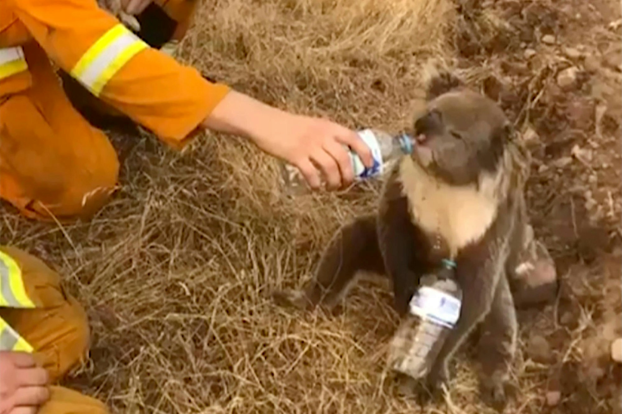 Koala Buschbrände