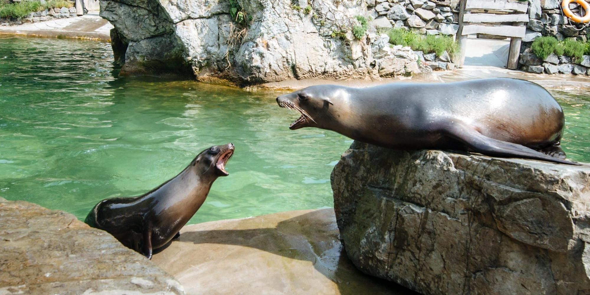 Seelöwen im Kölner Zoo