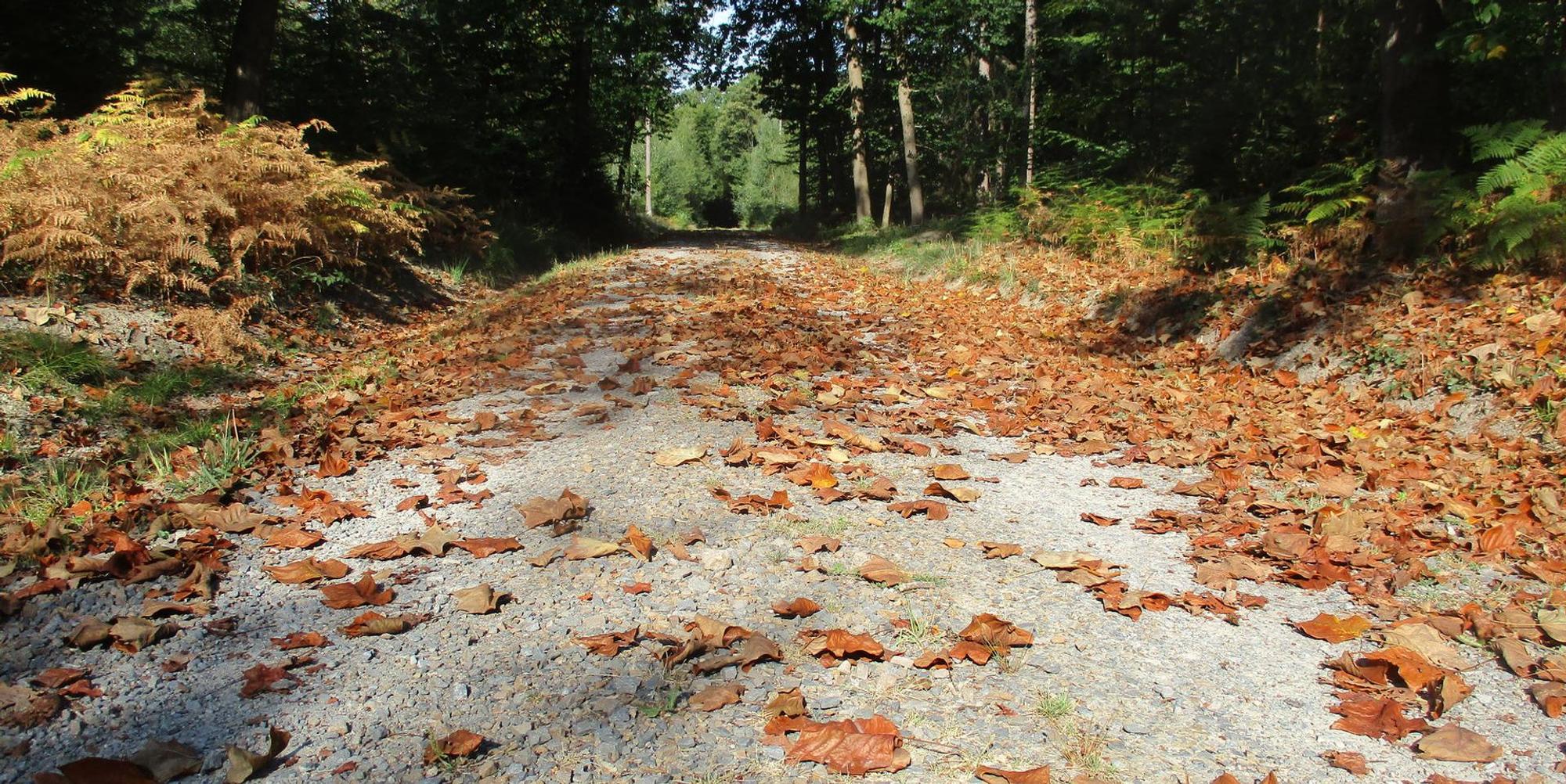 Laubabfall Königsforst
