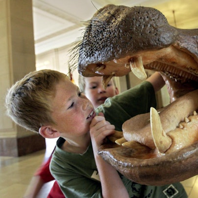 Kind schaut in Nilpferd-Maul