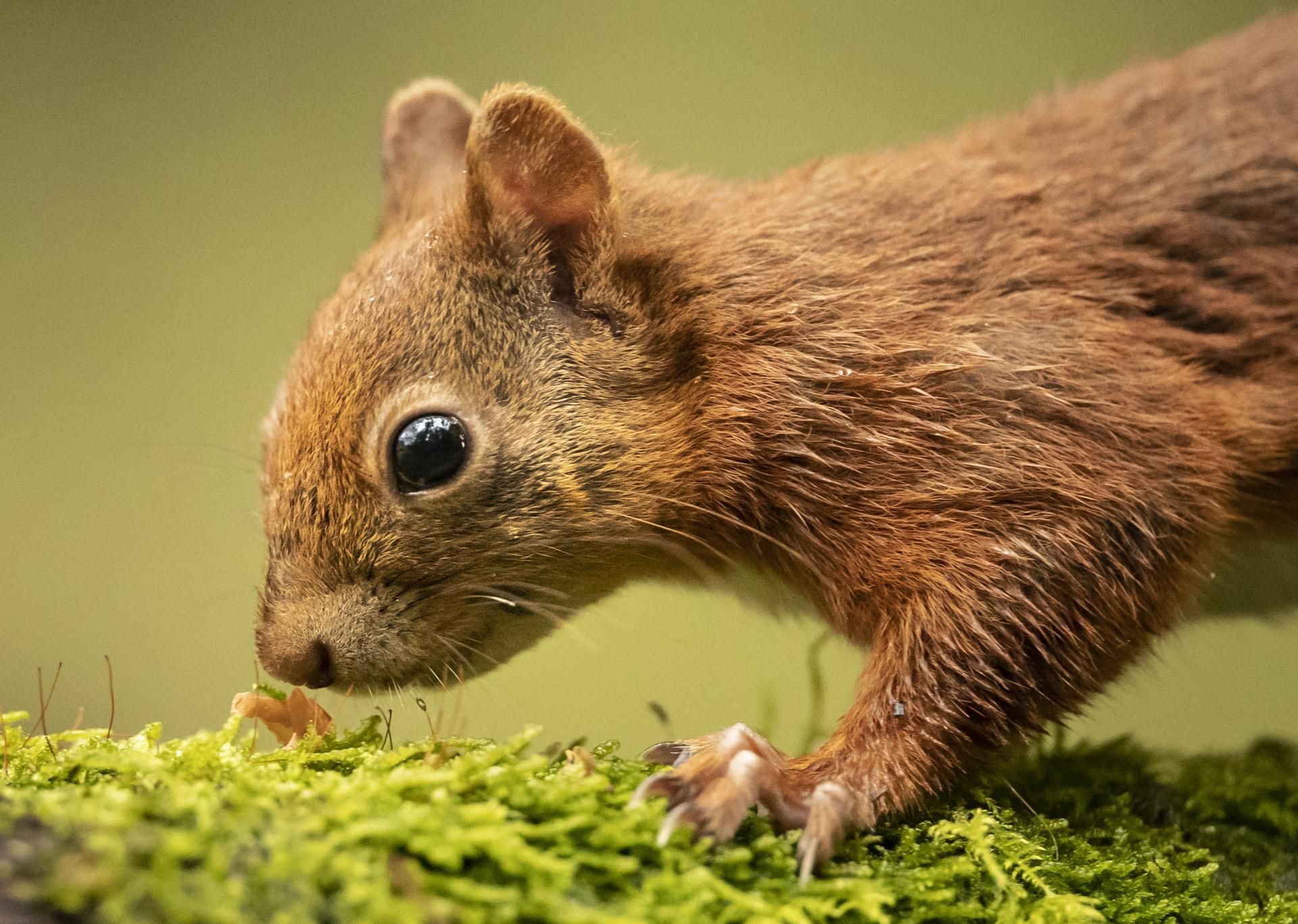 Eichhörnchen
