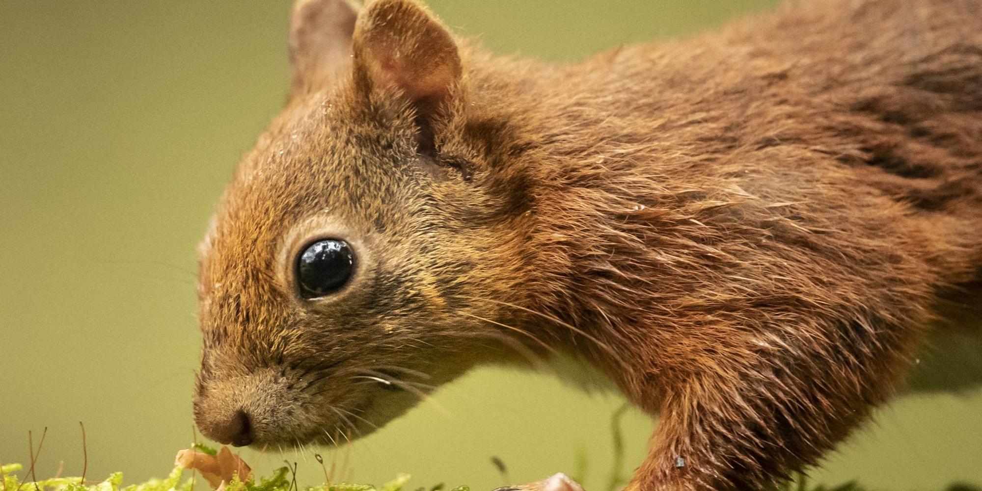 Eichhörnchen