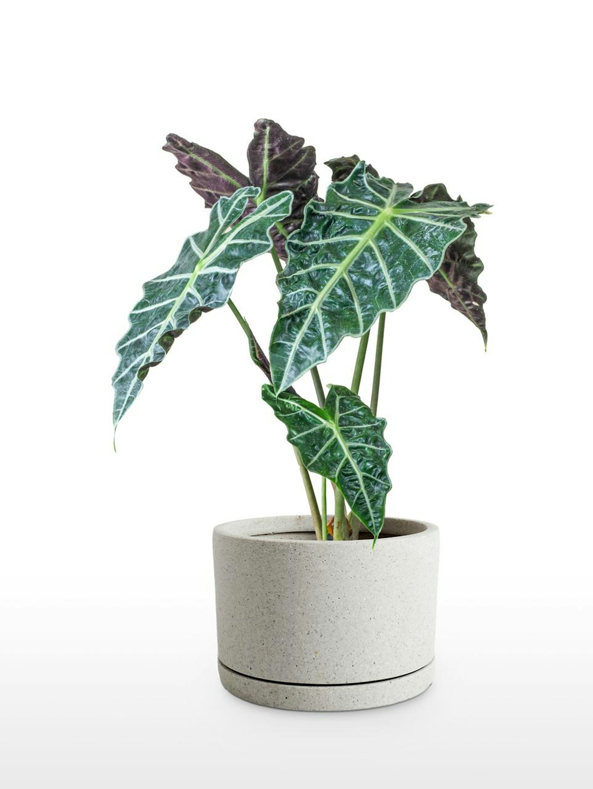 alocasia pfeilpflanze