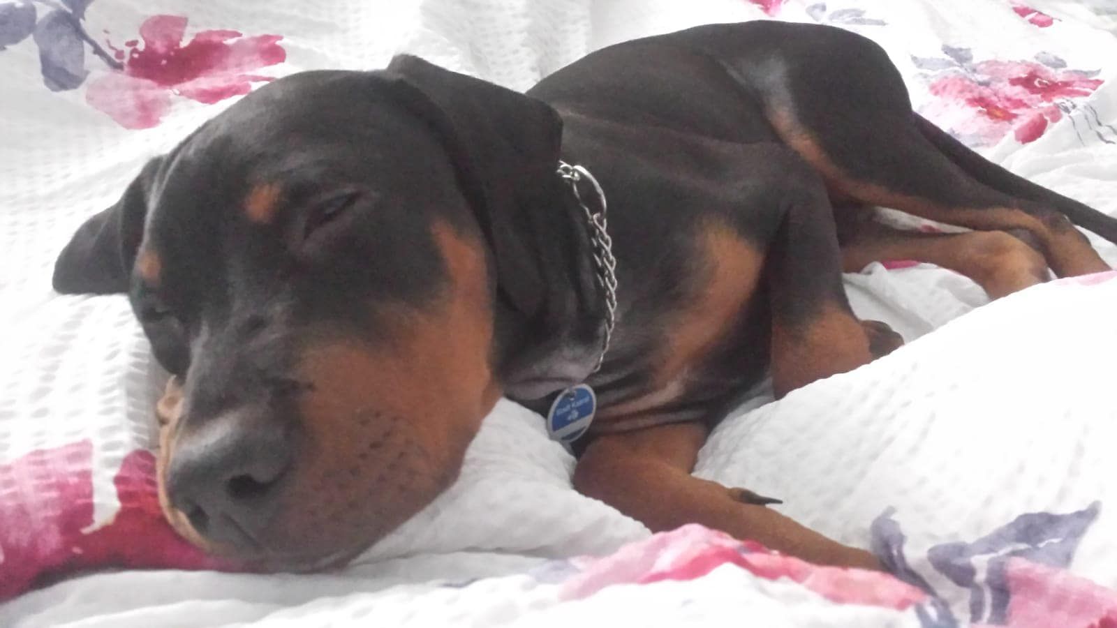 Hund1