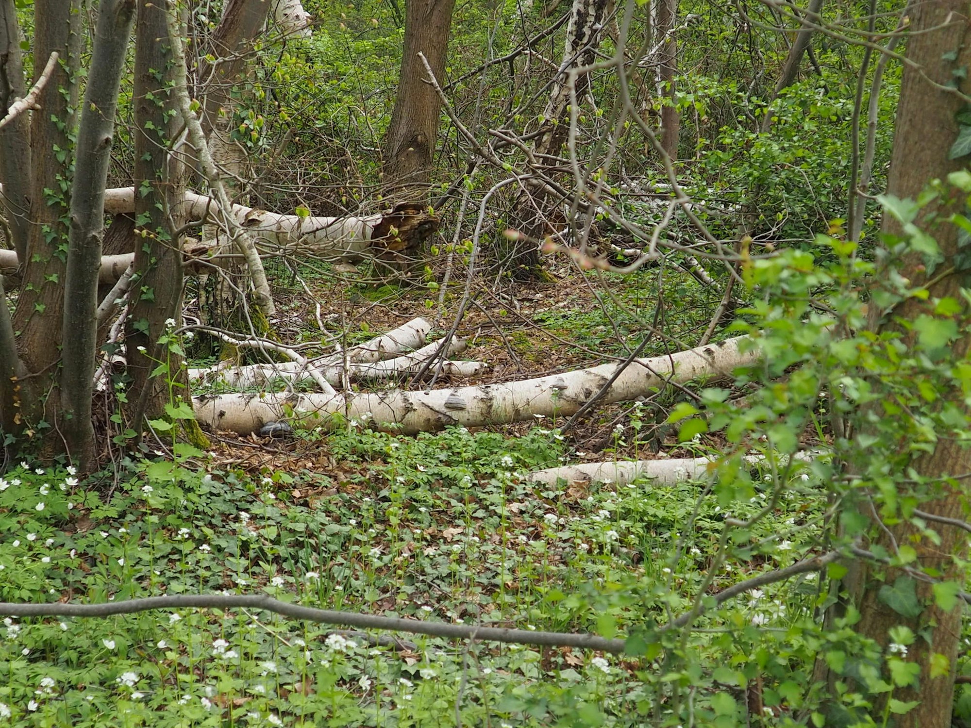 Birken Friesheimer Busch