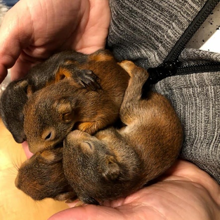 Eichhörnchenbabys gerettet