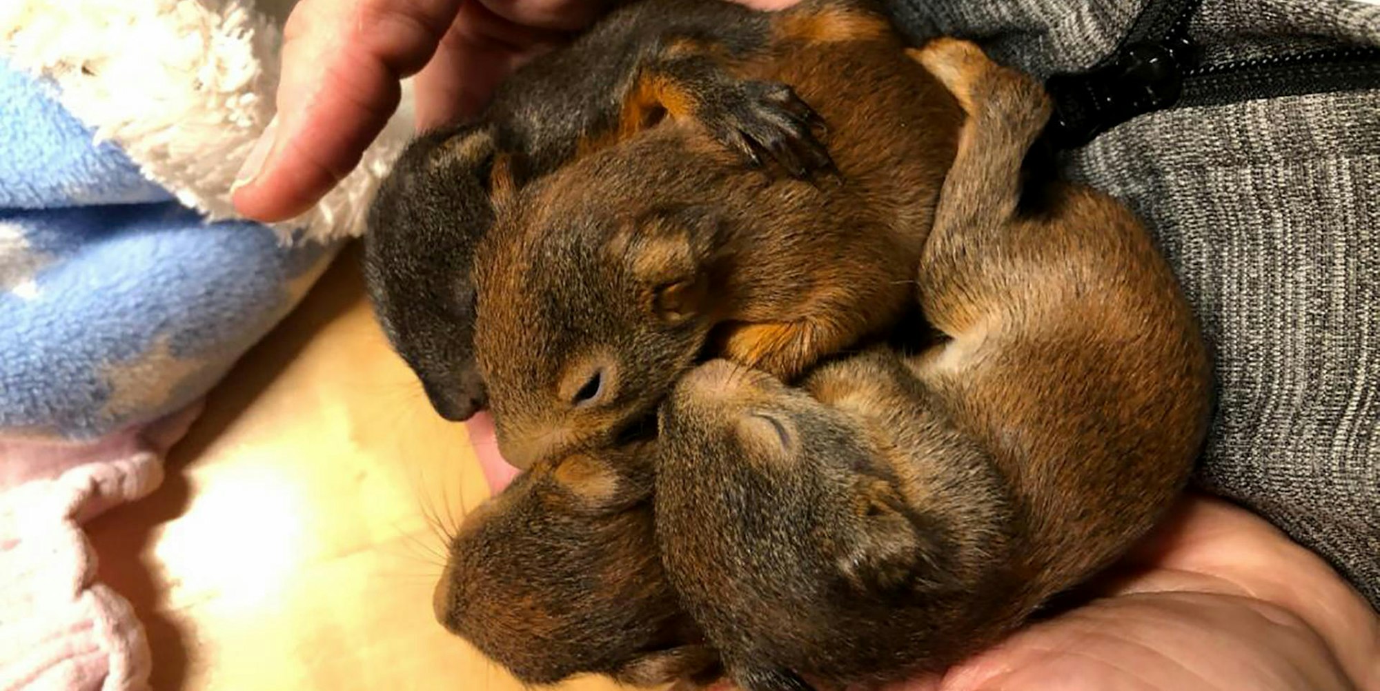 Eichhörnchenbabys gerettet