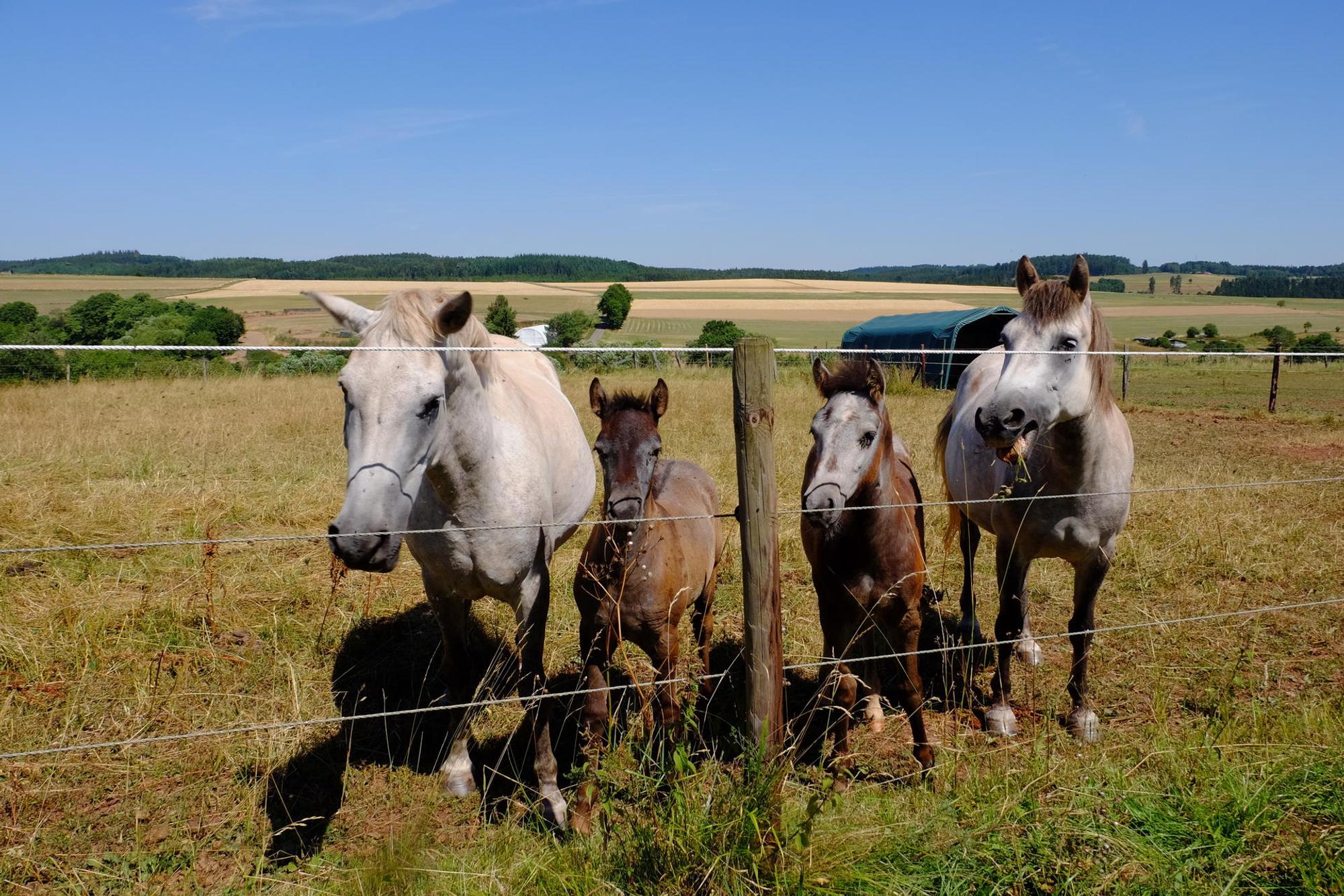Camargue-Pferde 4