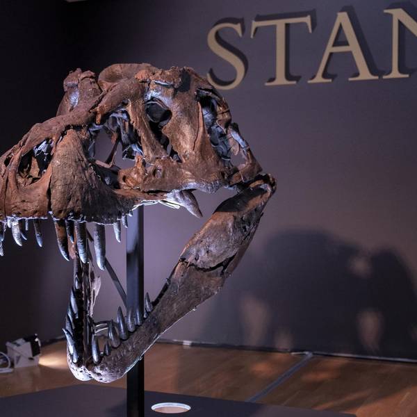 Dinosaurier "Stan"
