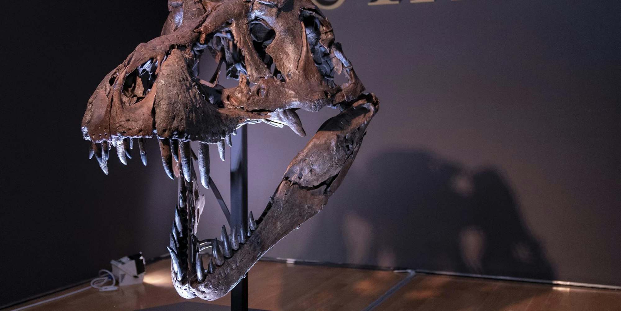 Dinosaurier "Stan"