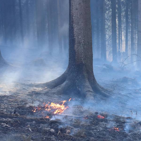Waldbrand_Hoemerich-0362-kup