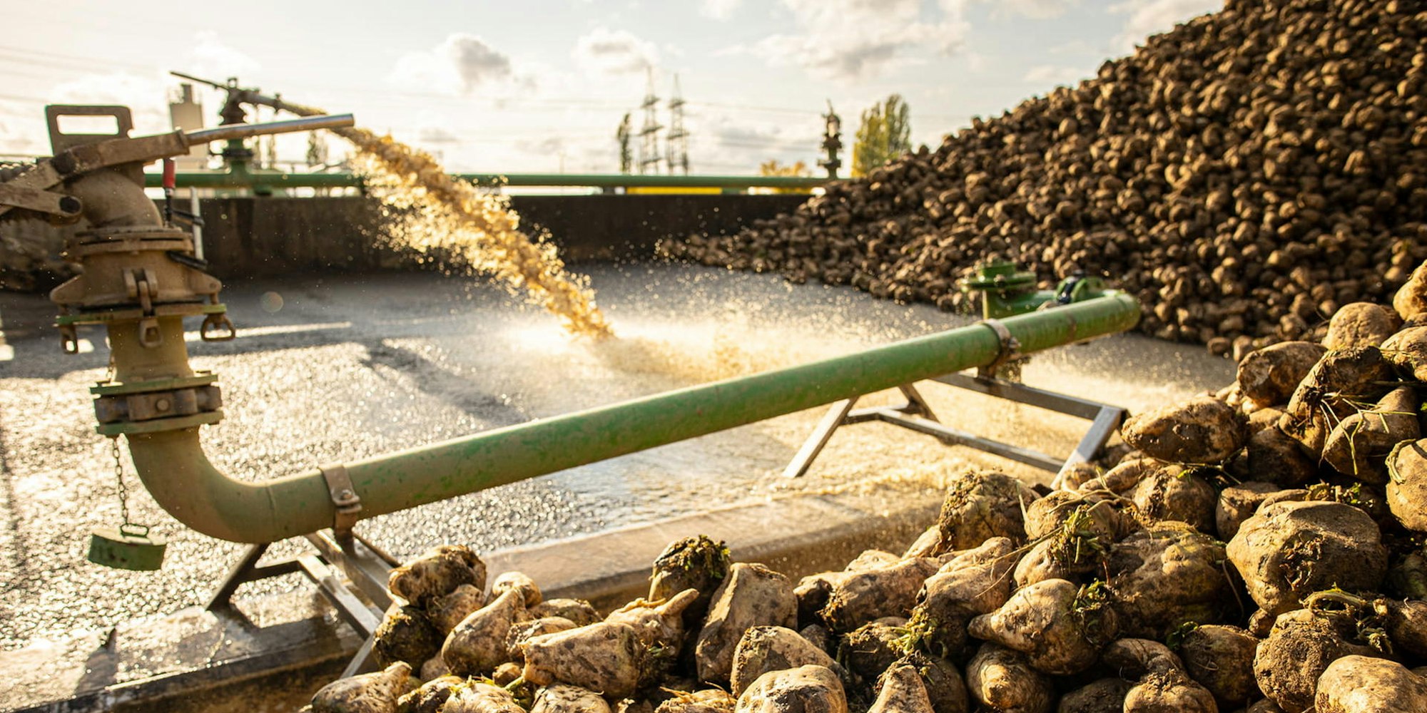 Rueben_in_der_Schwemme