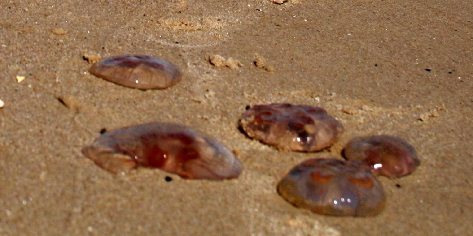 Quallen am Strand