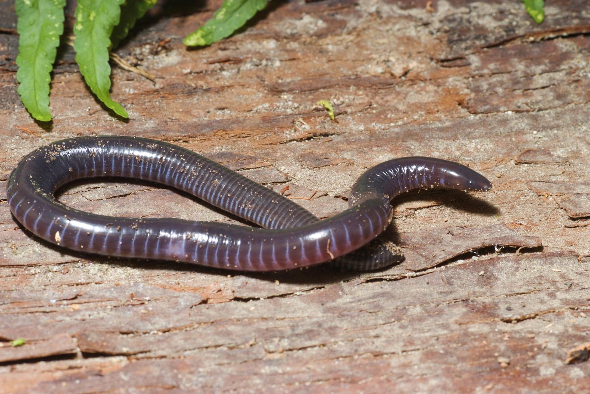 Schleichenlurch