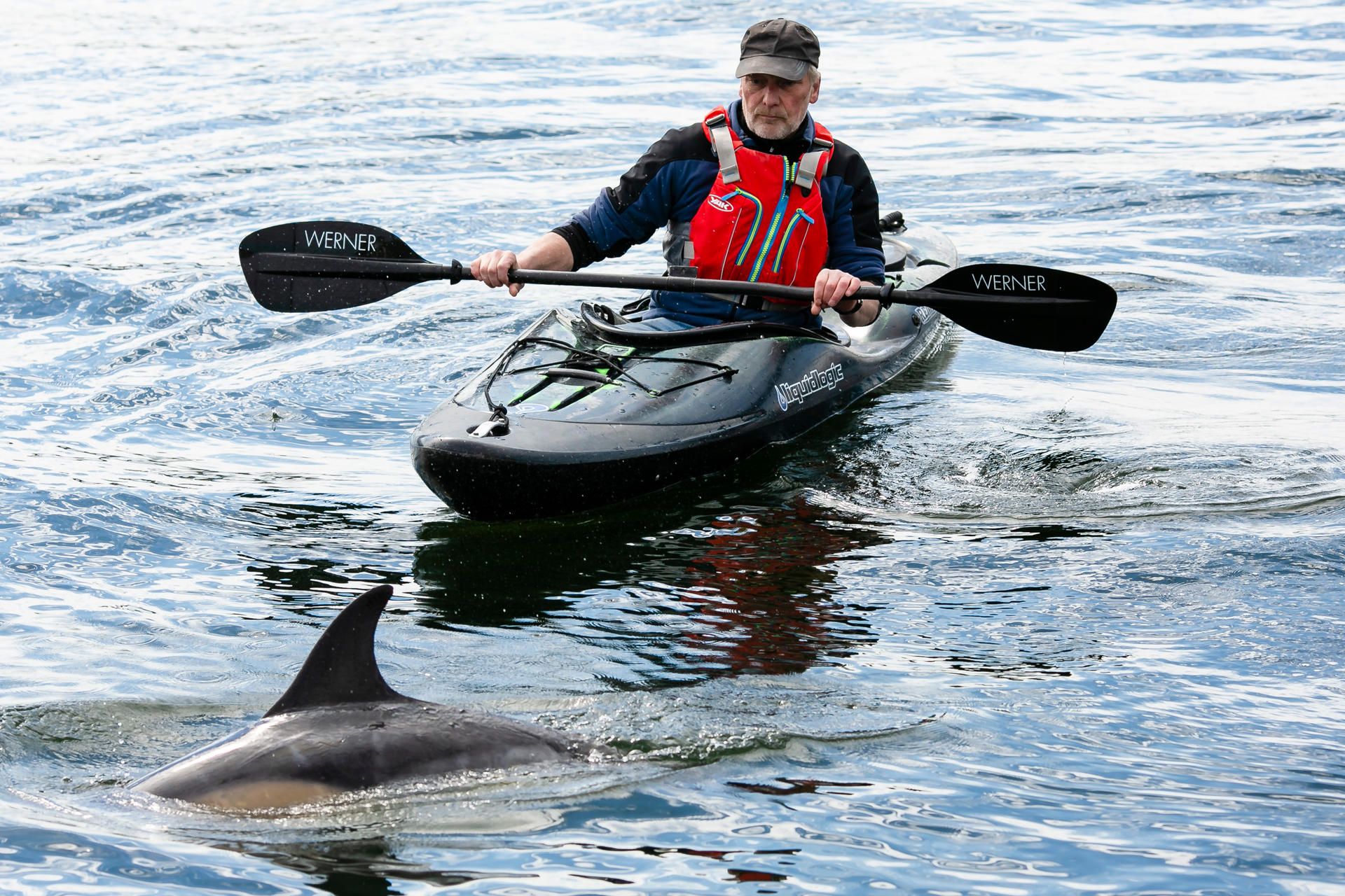 Delfin Kieler Förde