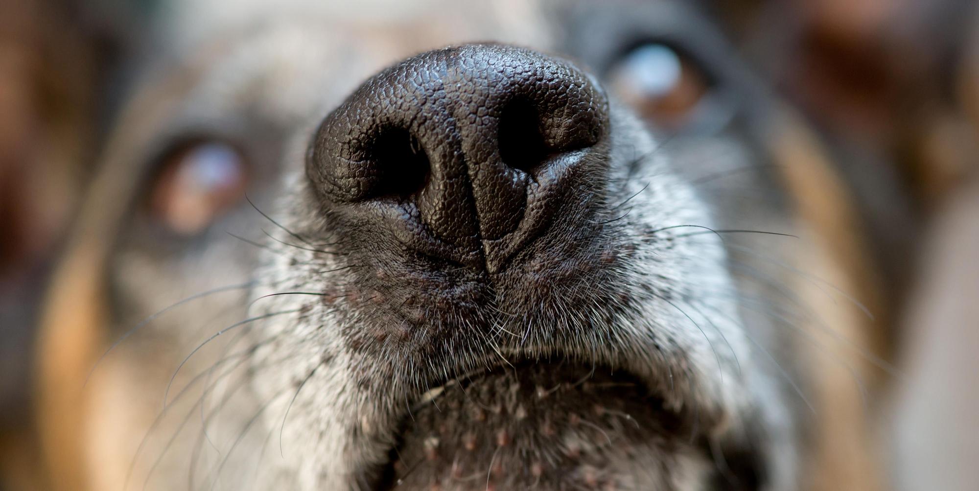 Hund