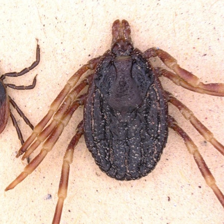 Hyalomma tropische Zecke dpa