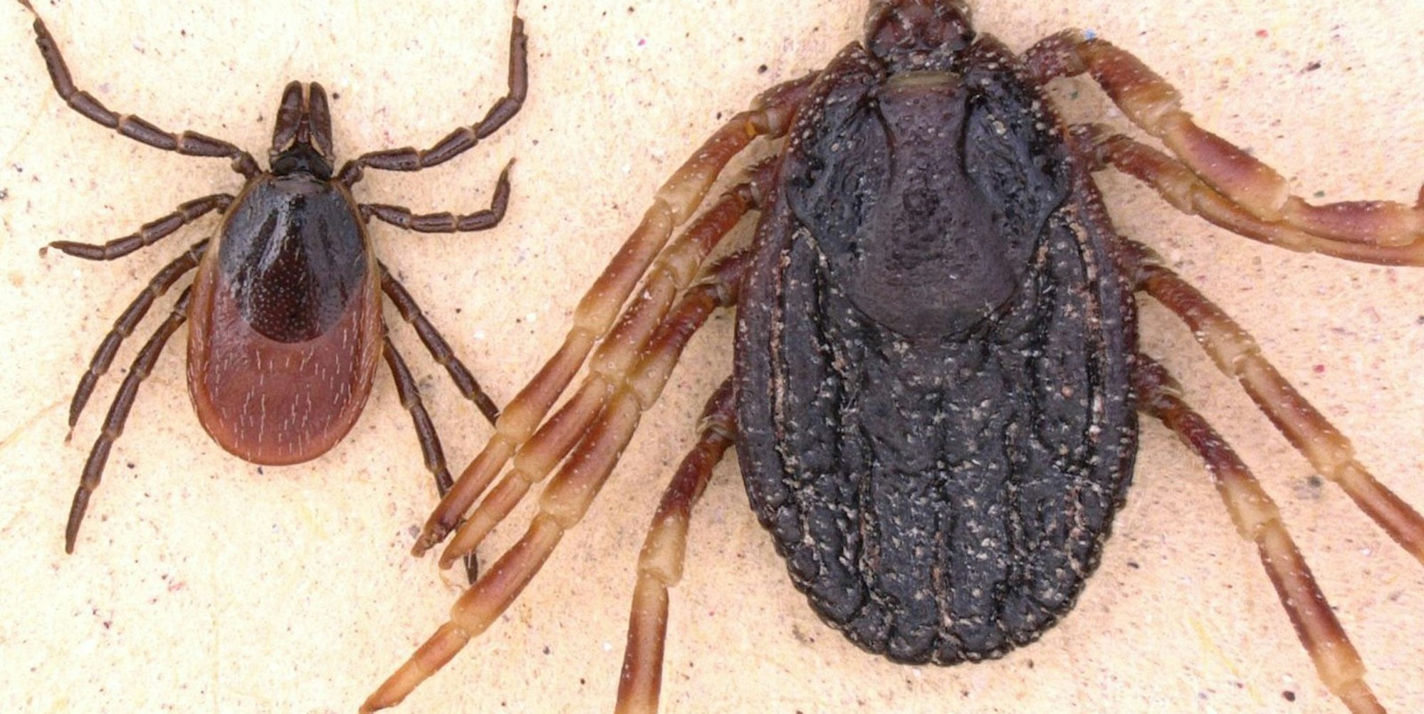 Hyalomma tropische Zecke dpa