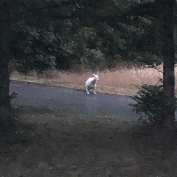 Känguru in Velbert_1