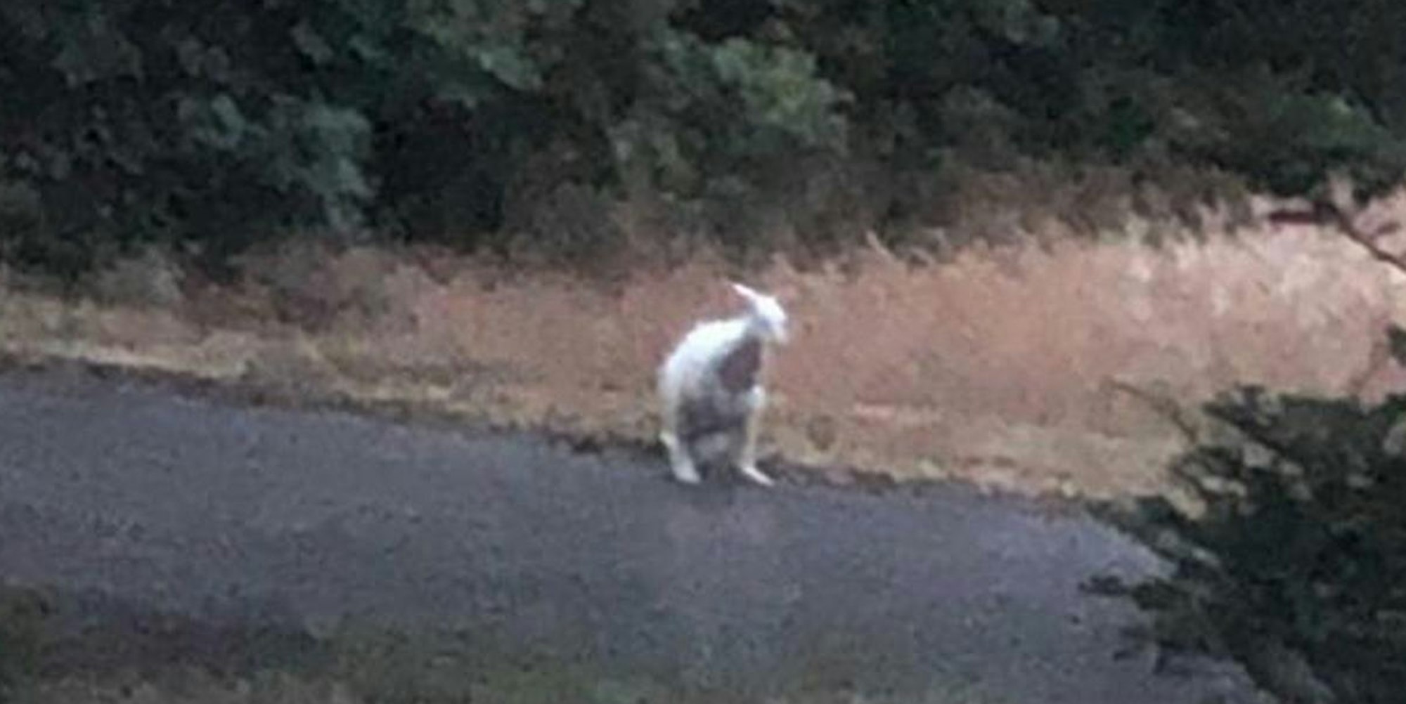 Känguru in Velbert_1