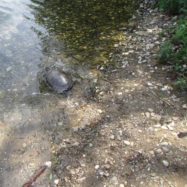 schildkröte