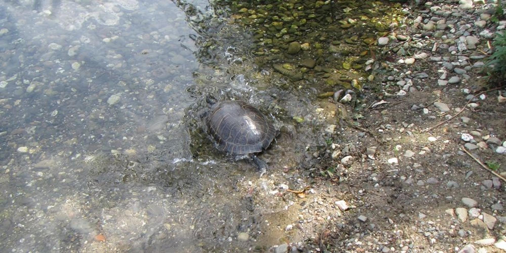 schildkröte