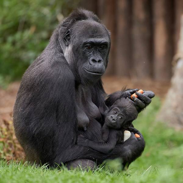 Gorilla Krefeld