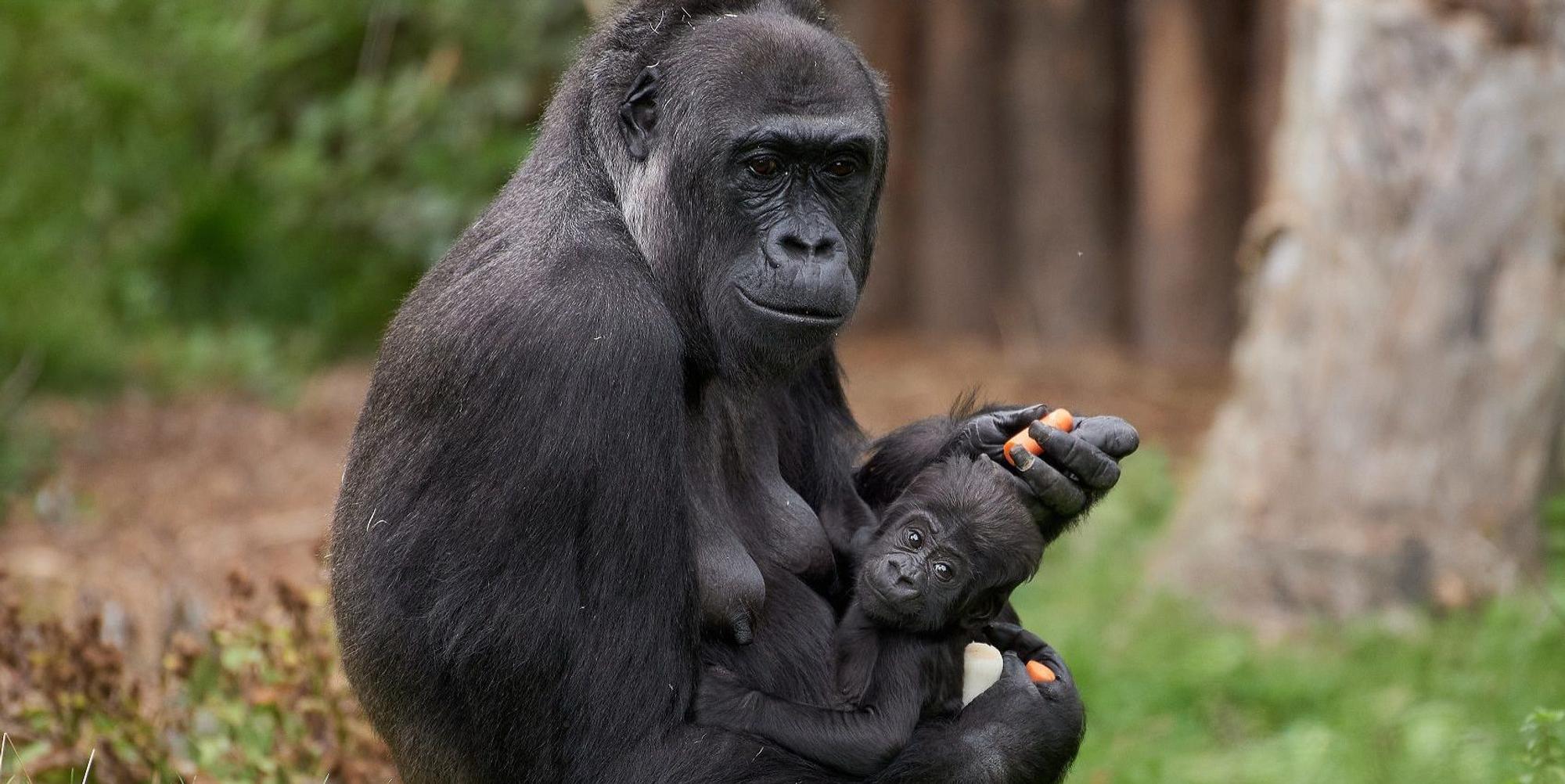 Gorilla Krefeld
