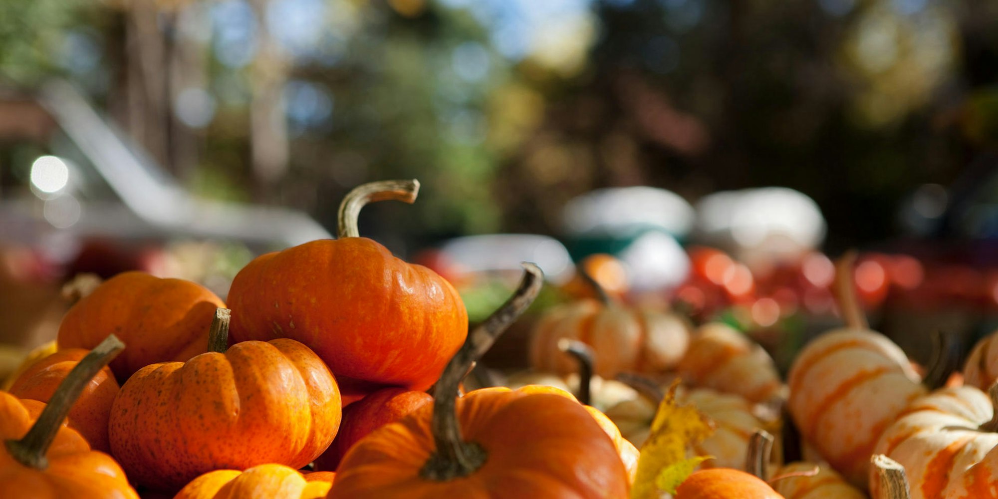 HerbstsymbolKuerbisseGettyImages_ImageSource-114854167