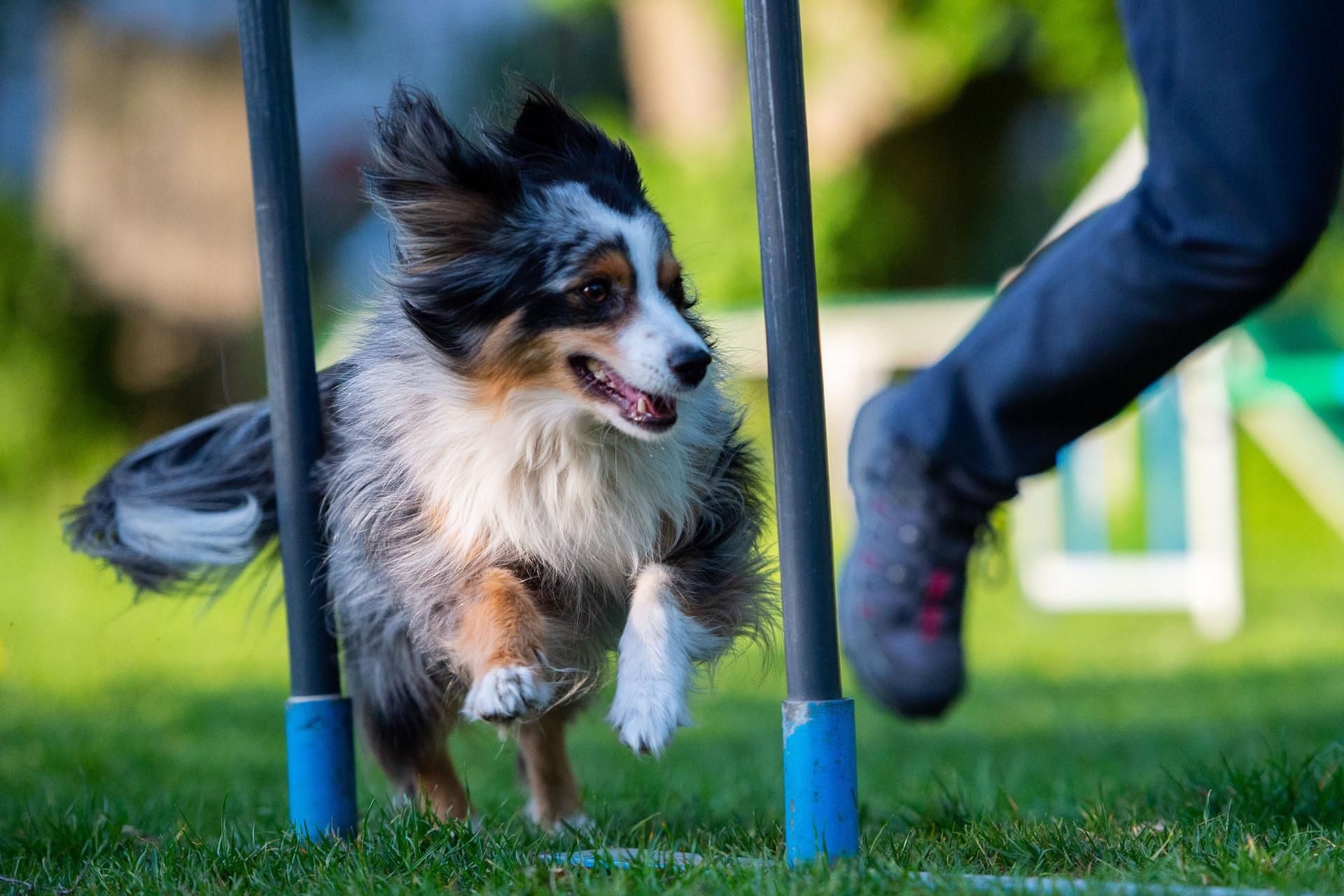 Hunde