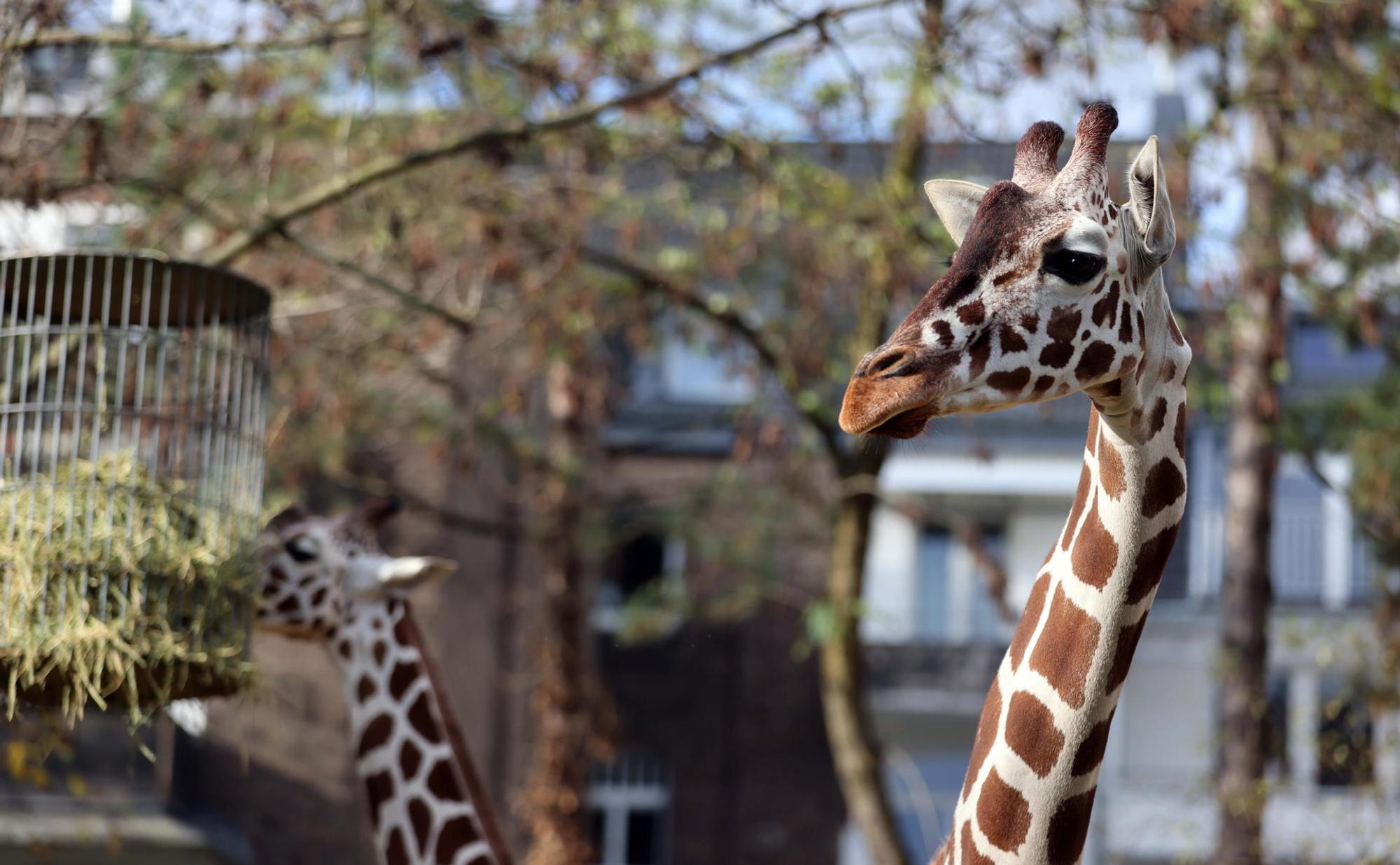 nab201112_Zoo_06