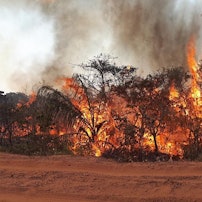 waldbrand braislien_b