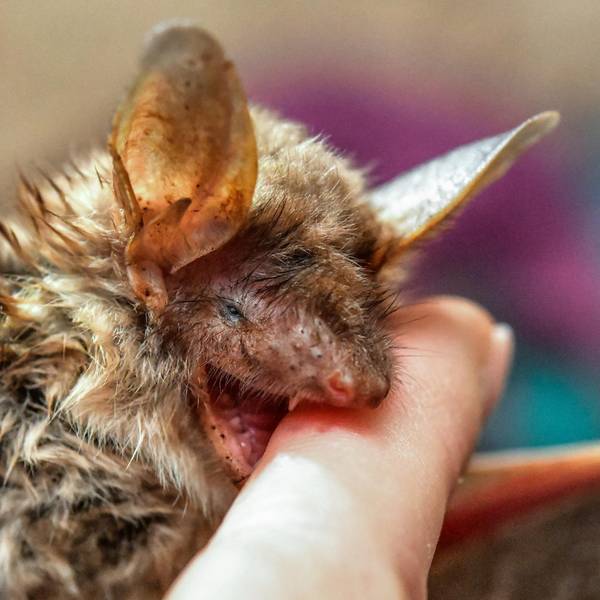 dpa Fledermaus