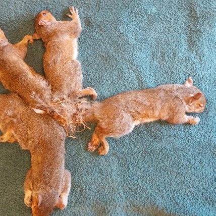 Eichhörnchen verknotet