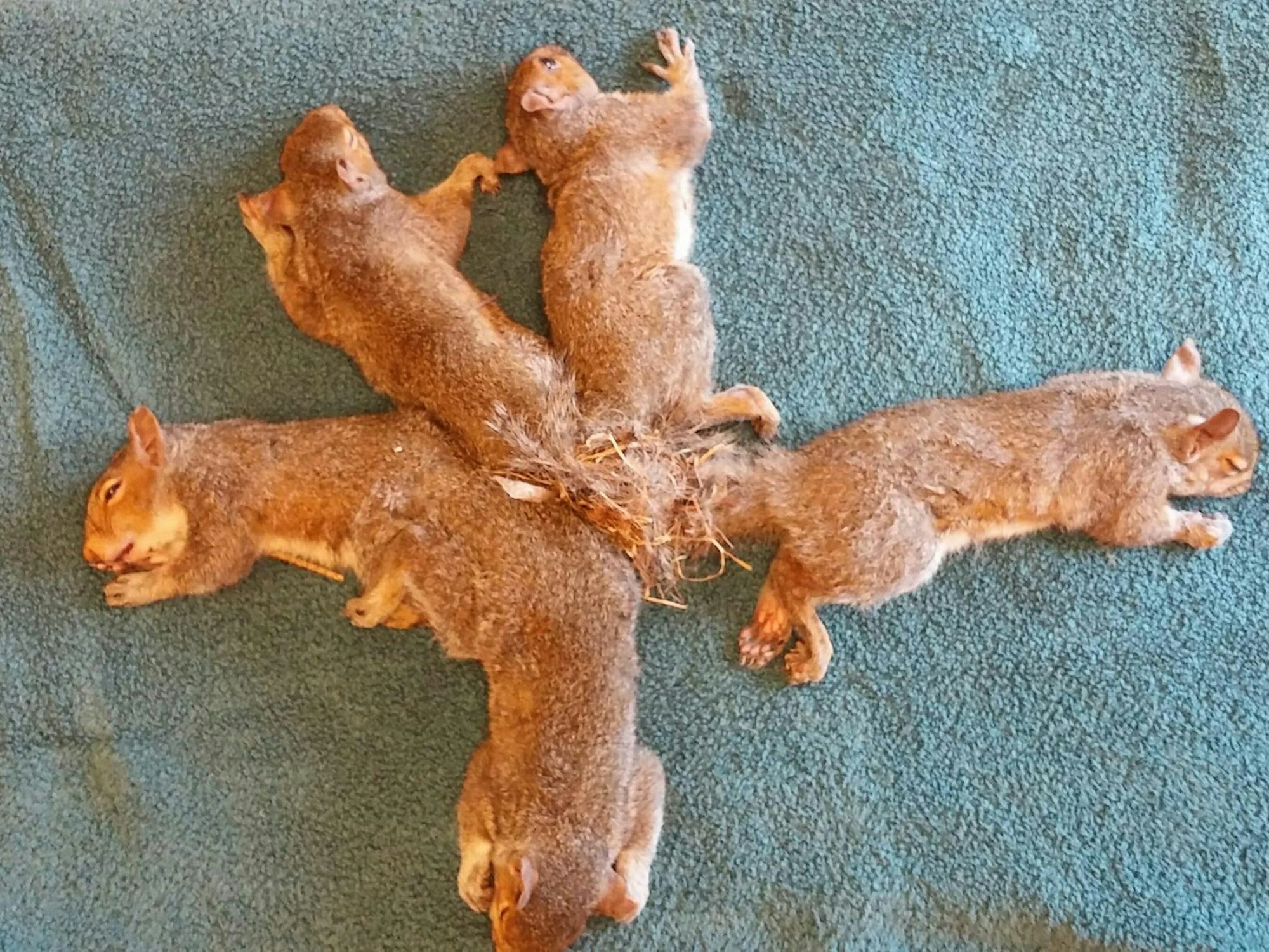 Eichhörnchen verknotet