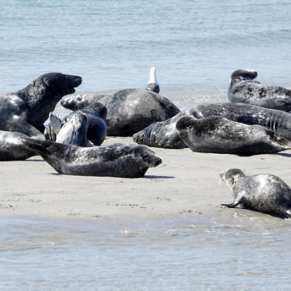 Kegelrobben vor Helgoland