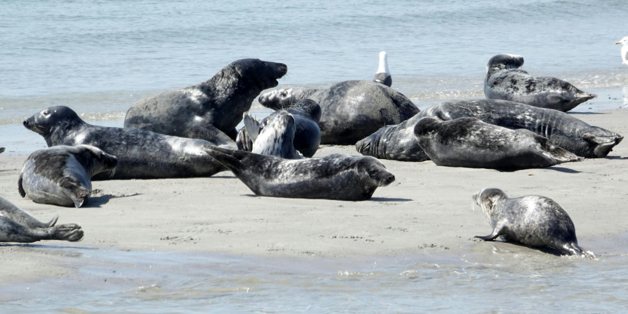 Kegelrobben vor Helgoland