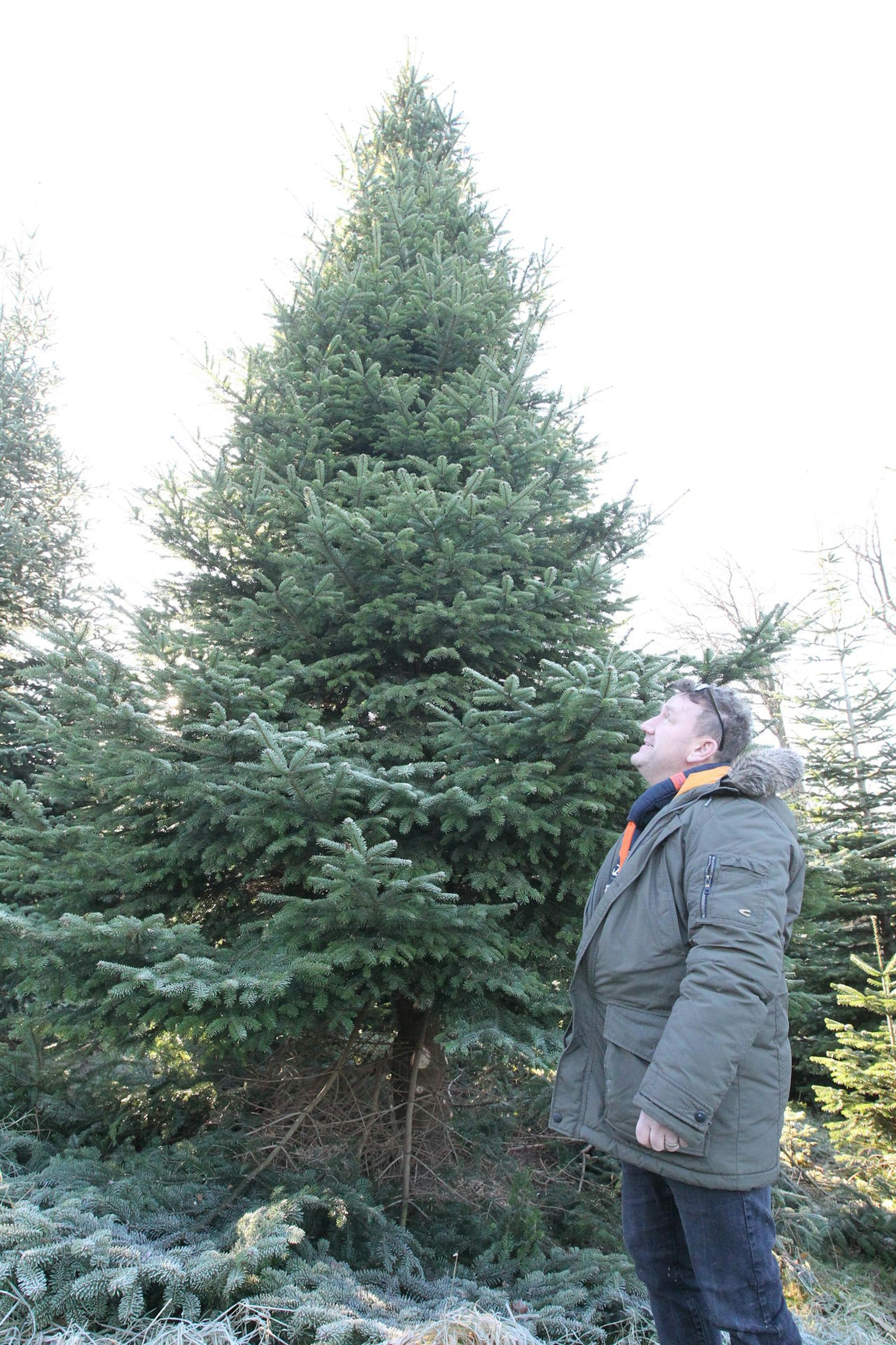 Weihnachtsbaumtaxi_Lohmar2