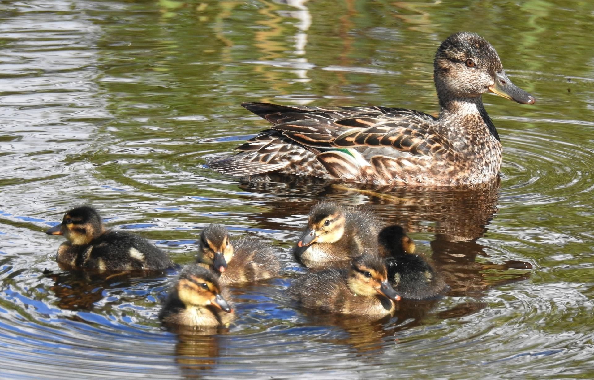 dpa Entenfamilie