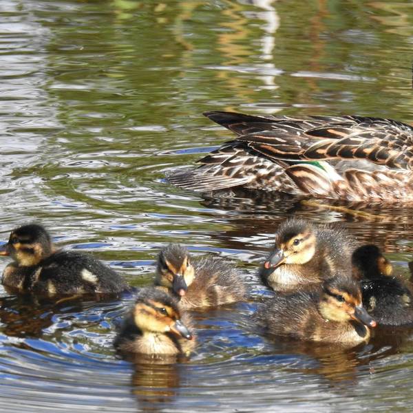 dpa Entenfamilie
