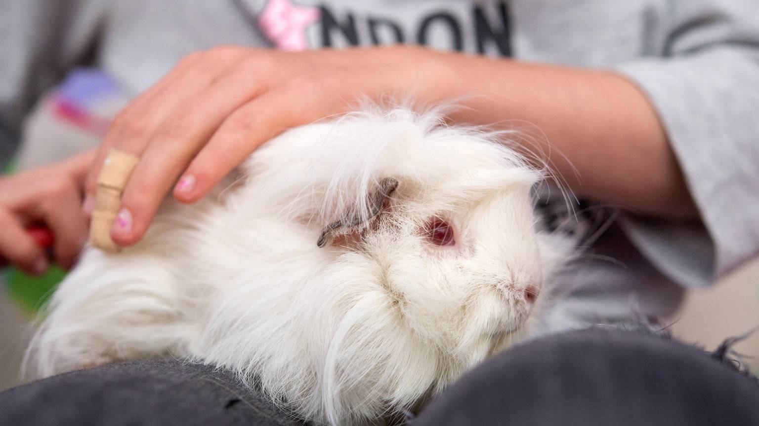 Meerschweinchen