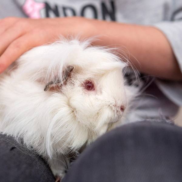 Meerschweinchen