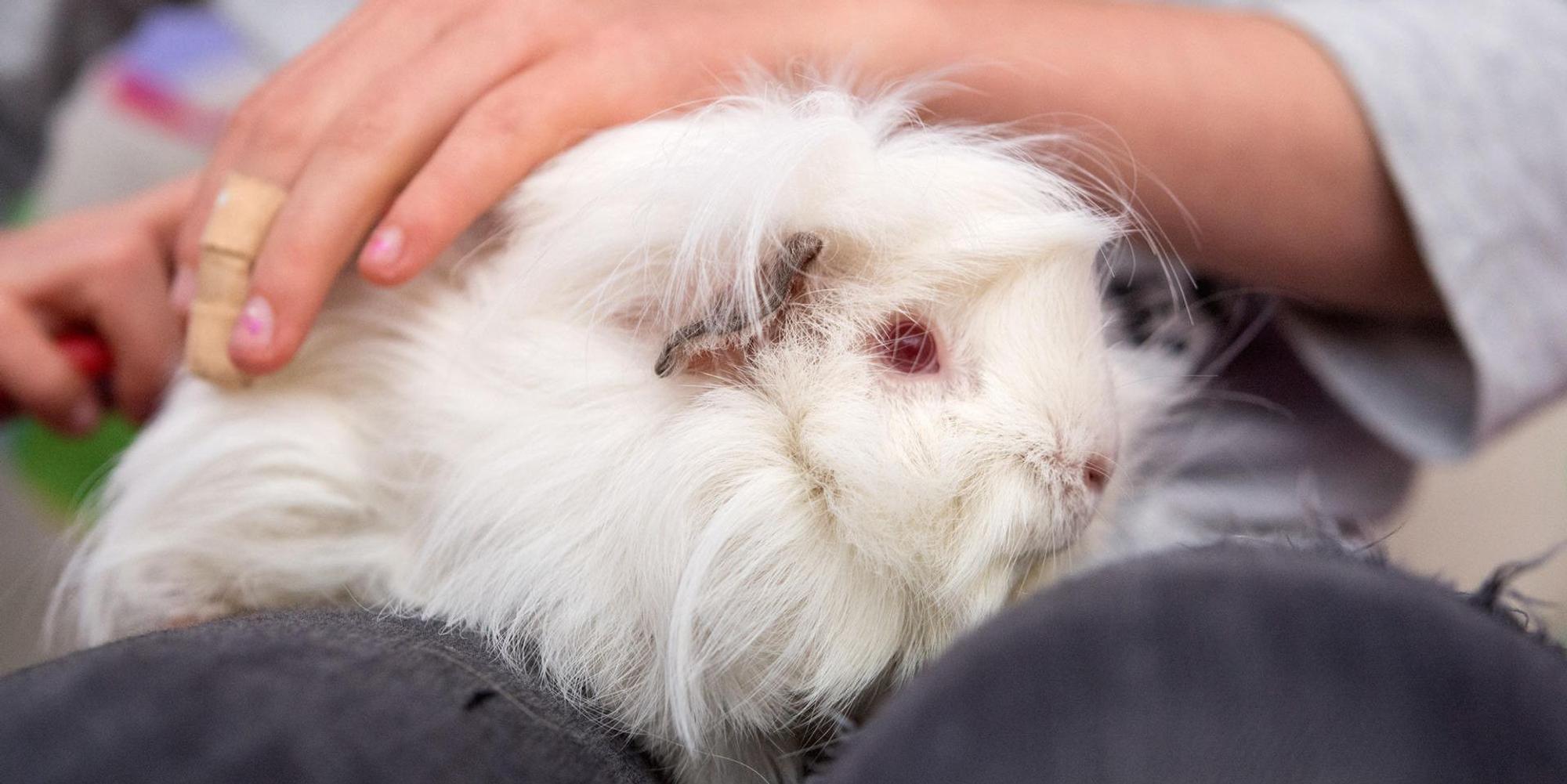 Meerschweinchen