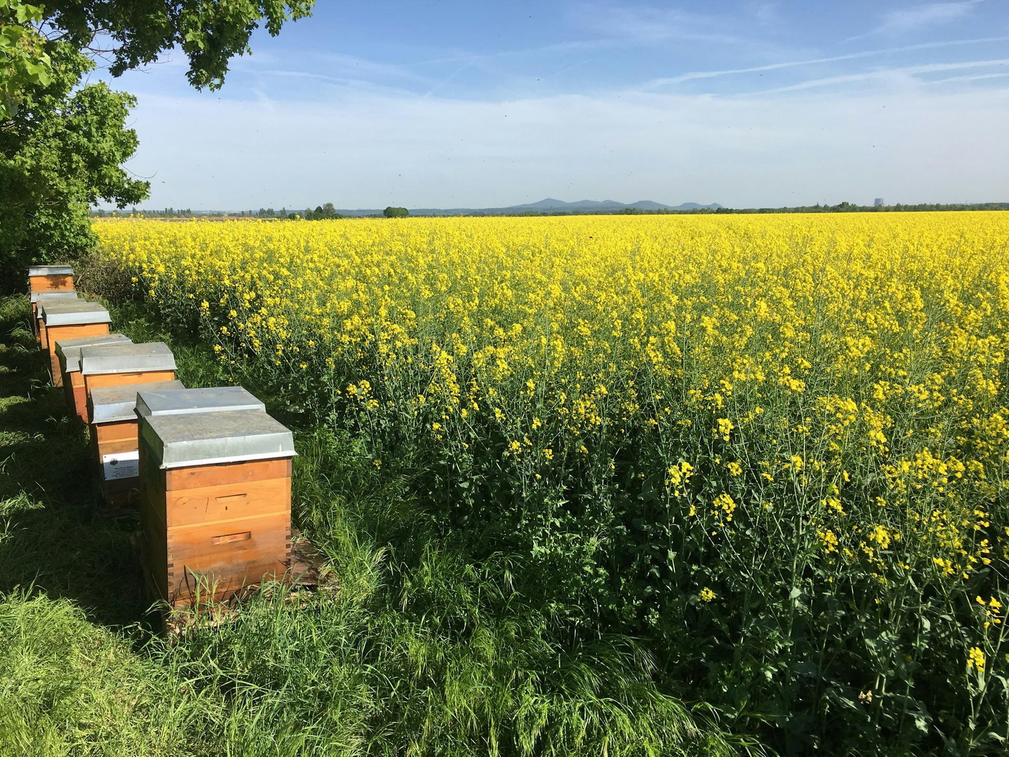 rapsfeld_bienenstoecke