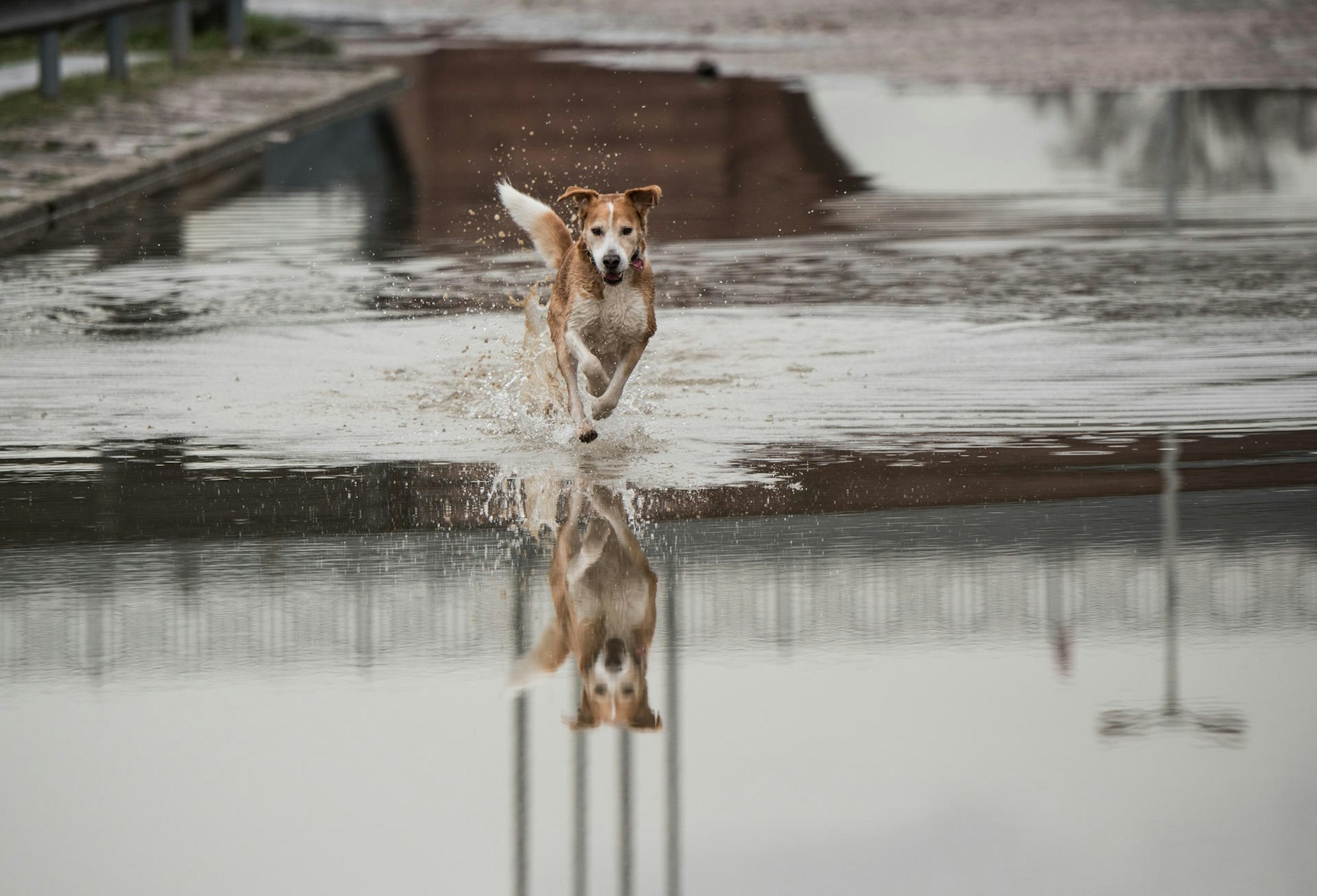 Hochwasser Mainz dpa