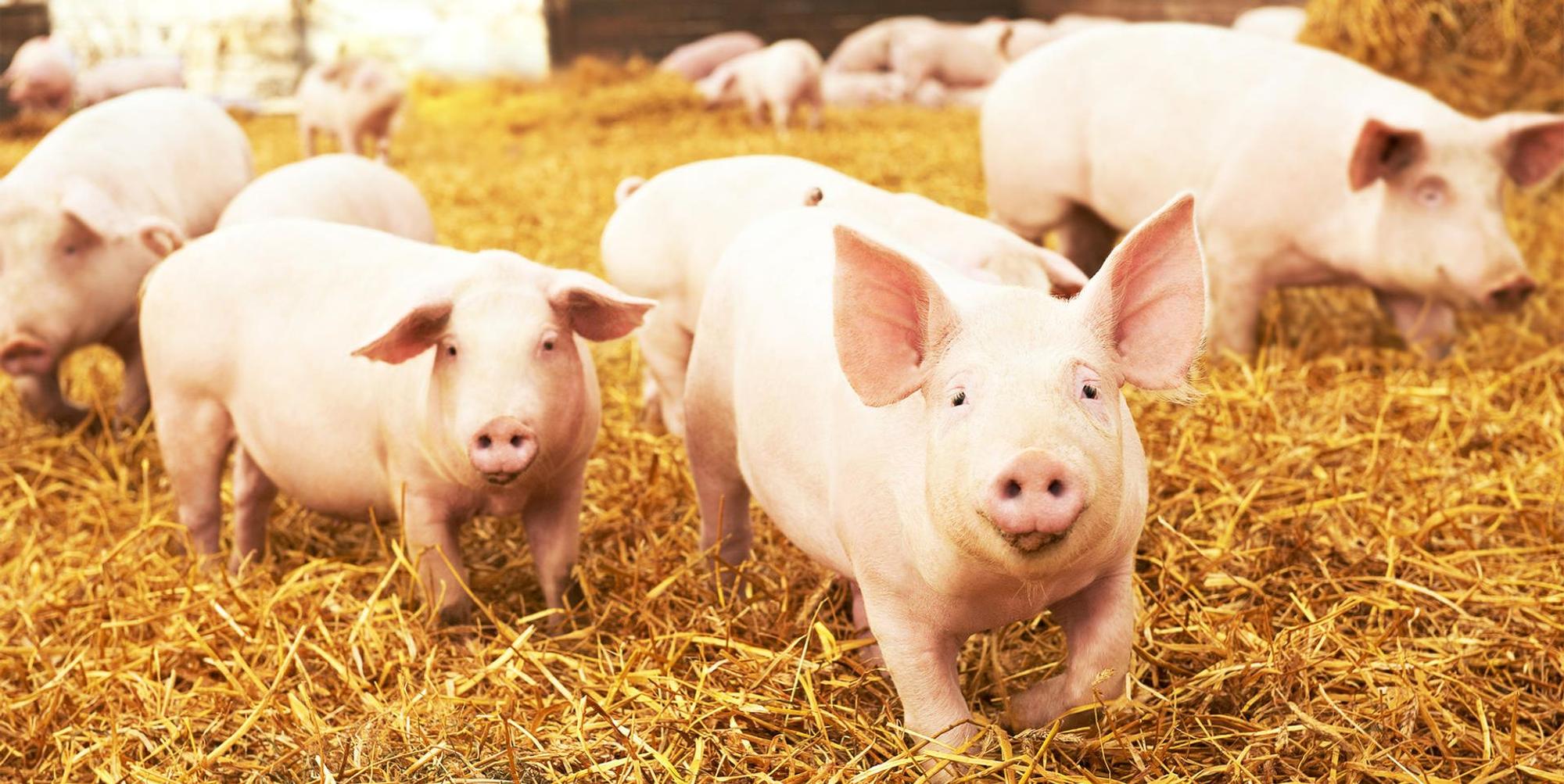 schweine im stroh