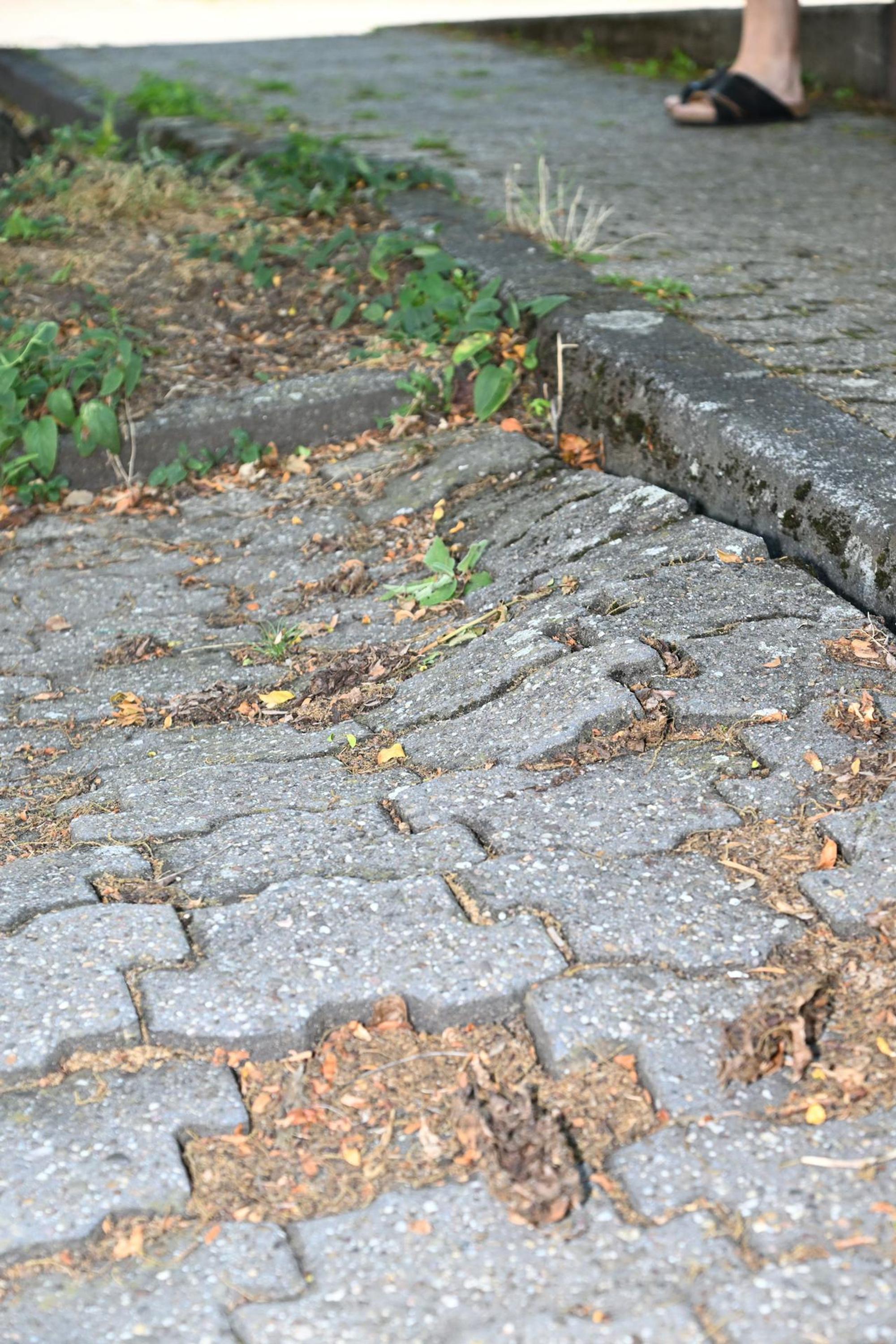 Gleditschie_003