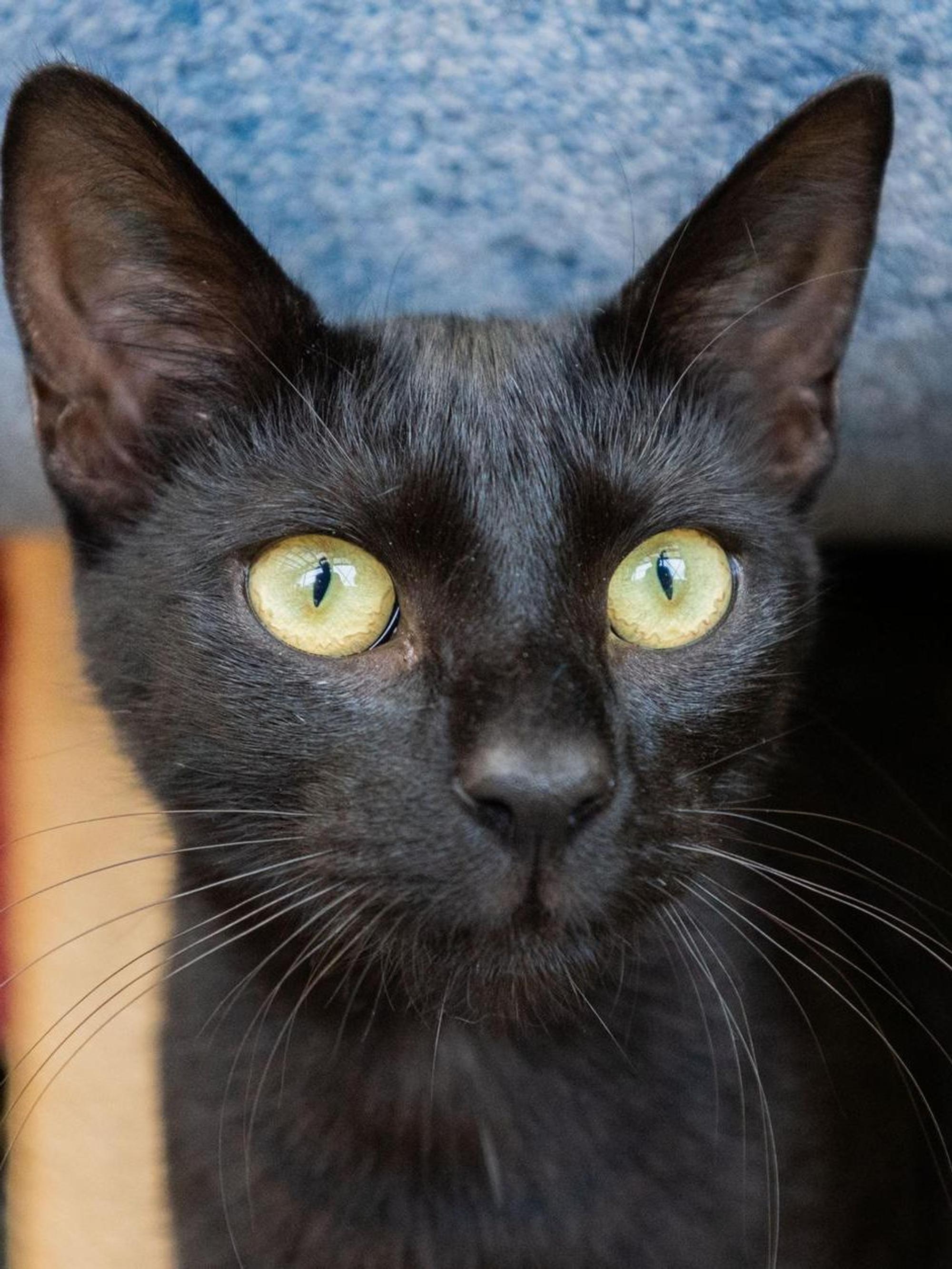gerettete Katze (1)