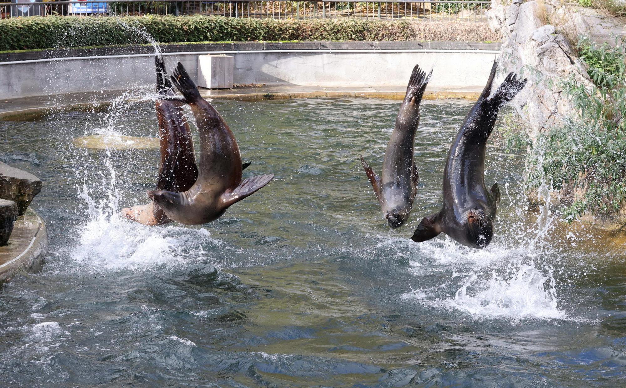 nab201112_Zoo_14