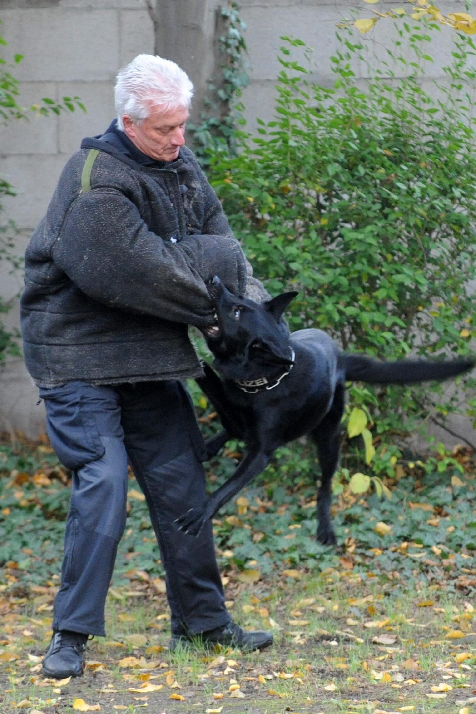 Hunde Polizei